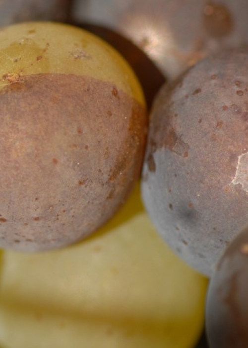 Farbmutation Grauburgunder zu Weissburgunder ANT 1412